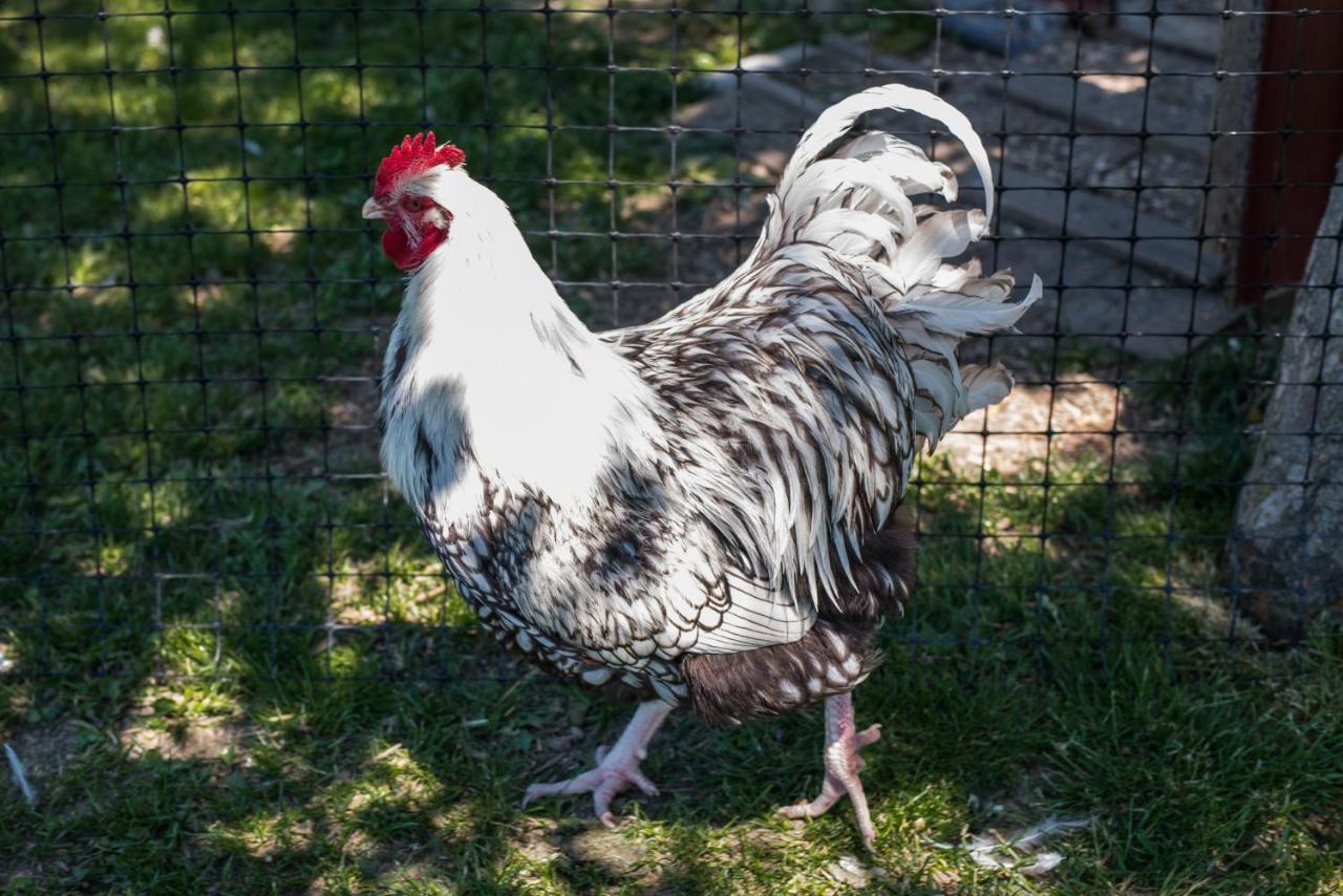 Obermayrgut Gallspach Luaran gambar